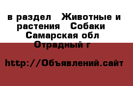  в раздел : Животные и растения » Собаки . Самарская обл.,Отрадный г.